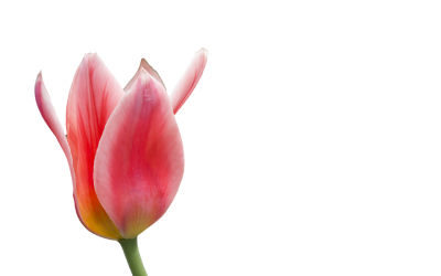 1 cryptomunt = 1 tulpenbol