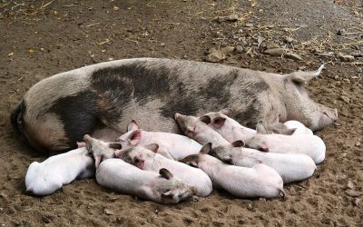 Het plan dat de Vlaamse natuur moet redden